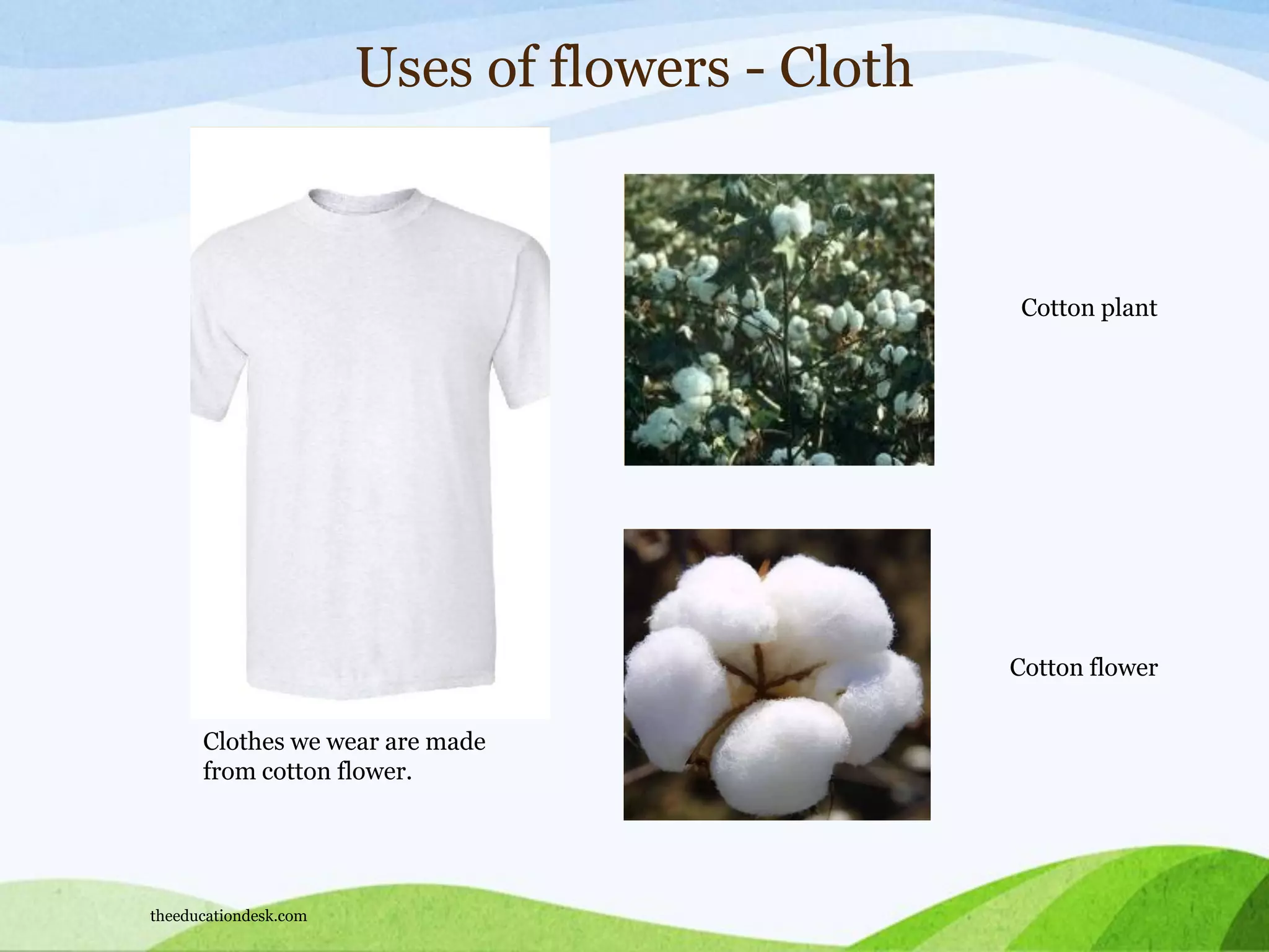Uses of flowers - Cloth
Clothes we wear are made
from cotton flower.
Cotton plant
Cotton flower
theeducationdesk.com
 