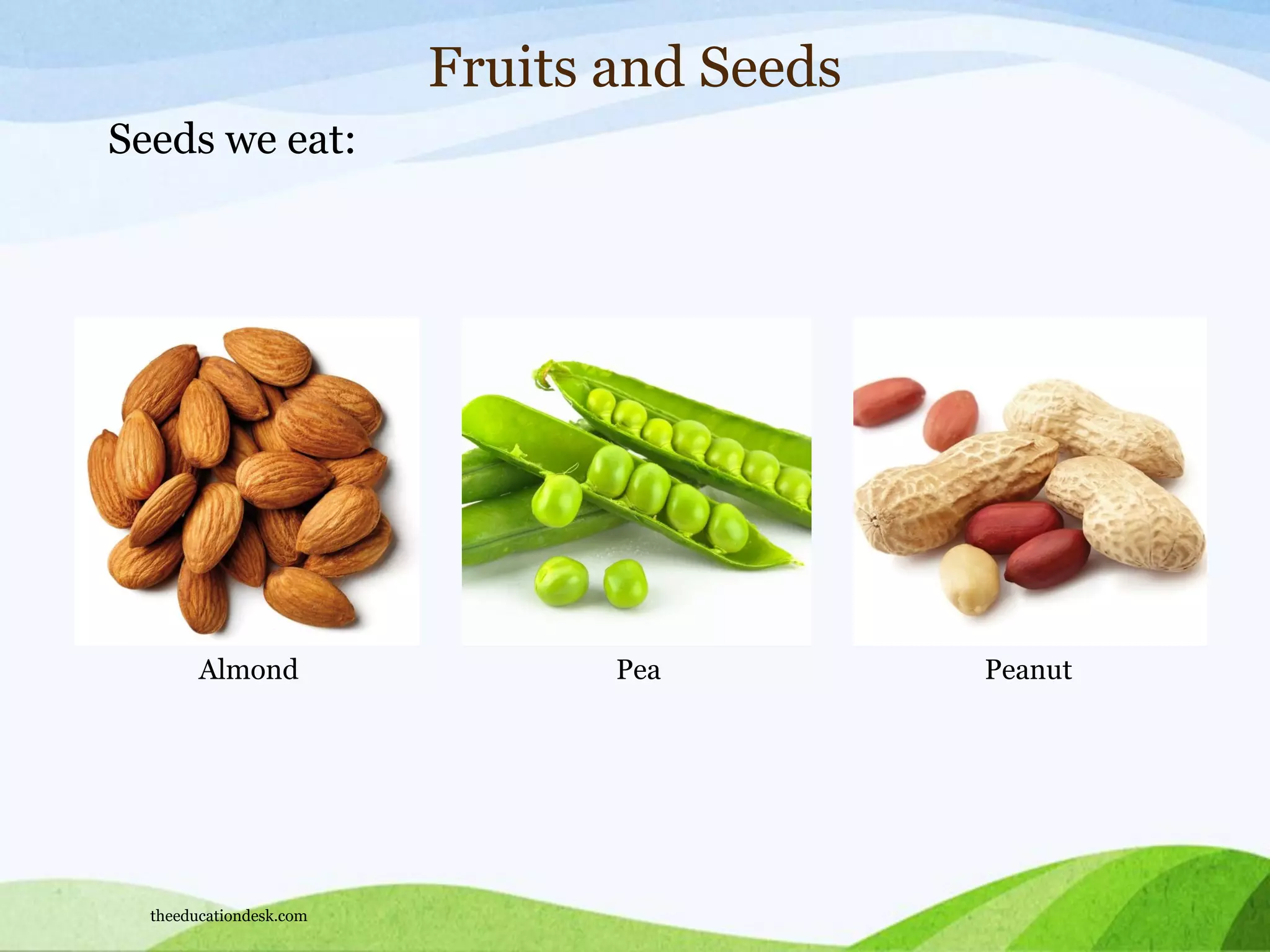 Almond Pea Peanut
Fruits and Seeds
Seeds we eat:
theeducationdesk.com
 