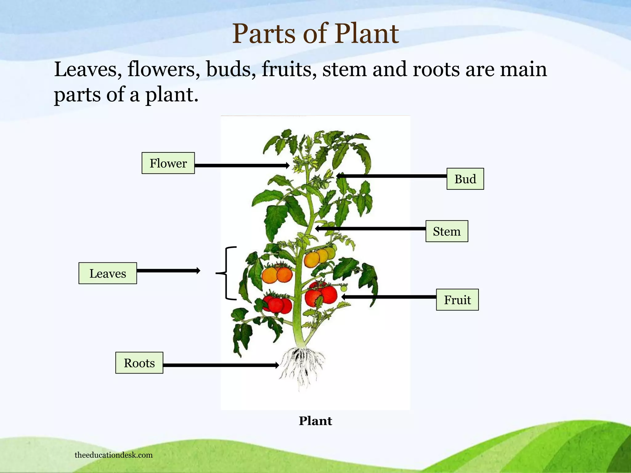 Plant
Parts of Plant
Leaves, flowers, buds, fruits, stem and roots are main
parts of a plant.
Flower
Stem
Roots
Bud
Leaves
Fruit
theeducationdesk.com
 