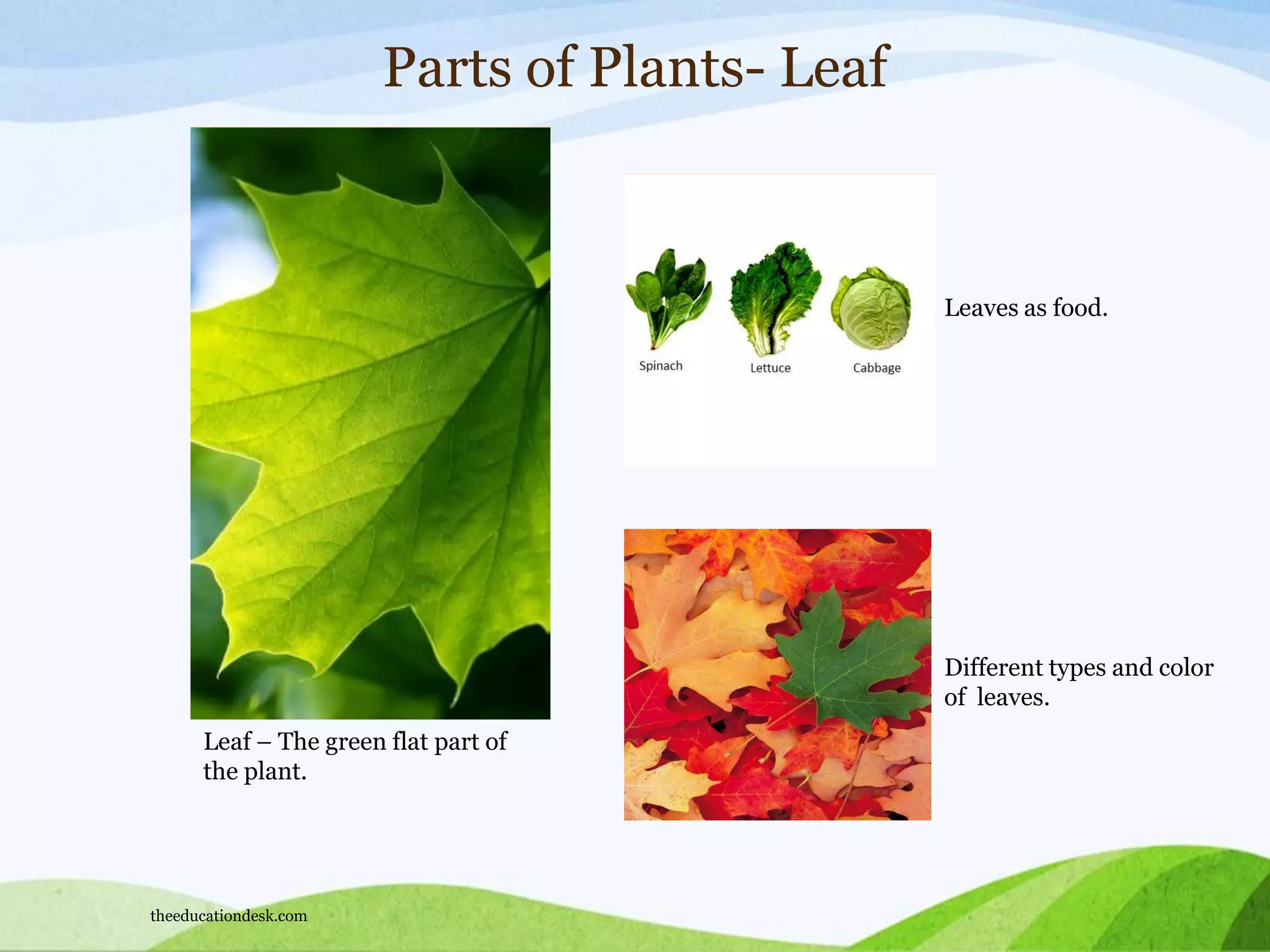Parts of Plants- Leaf
Leaf – The green flat part of
the plant.
Leaves as food.
Different types and color
of leaves.
theeducationdesk.com
 