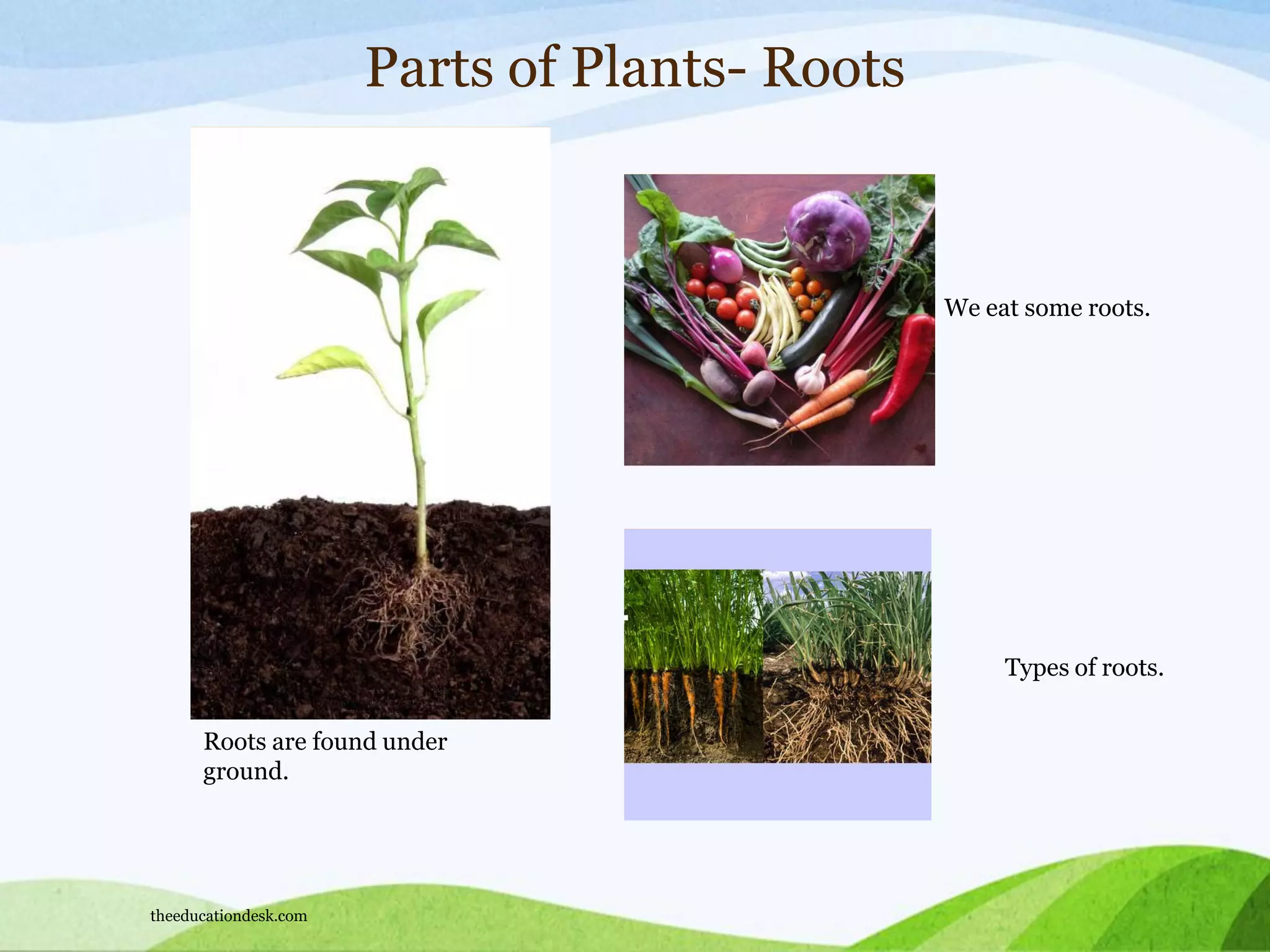 Parts of Plants- Roots
Roots are found under
ground.
We eat some roots.
Types of roots.
theeducationdesk.com
 