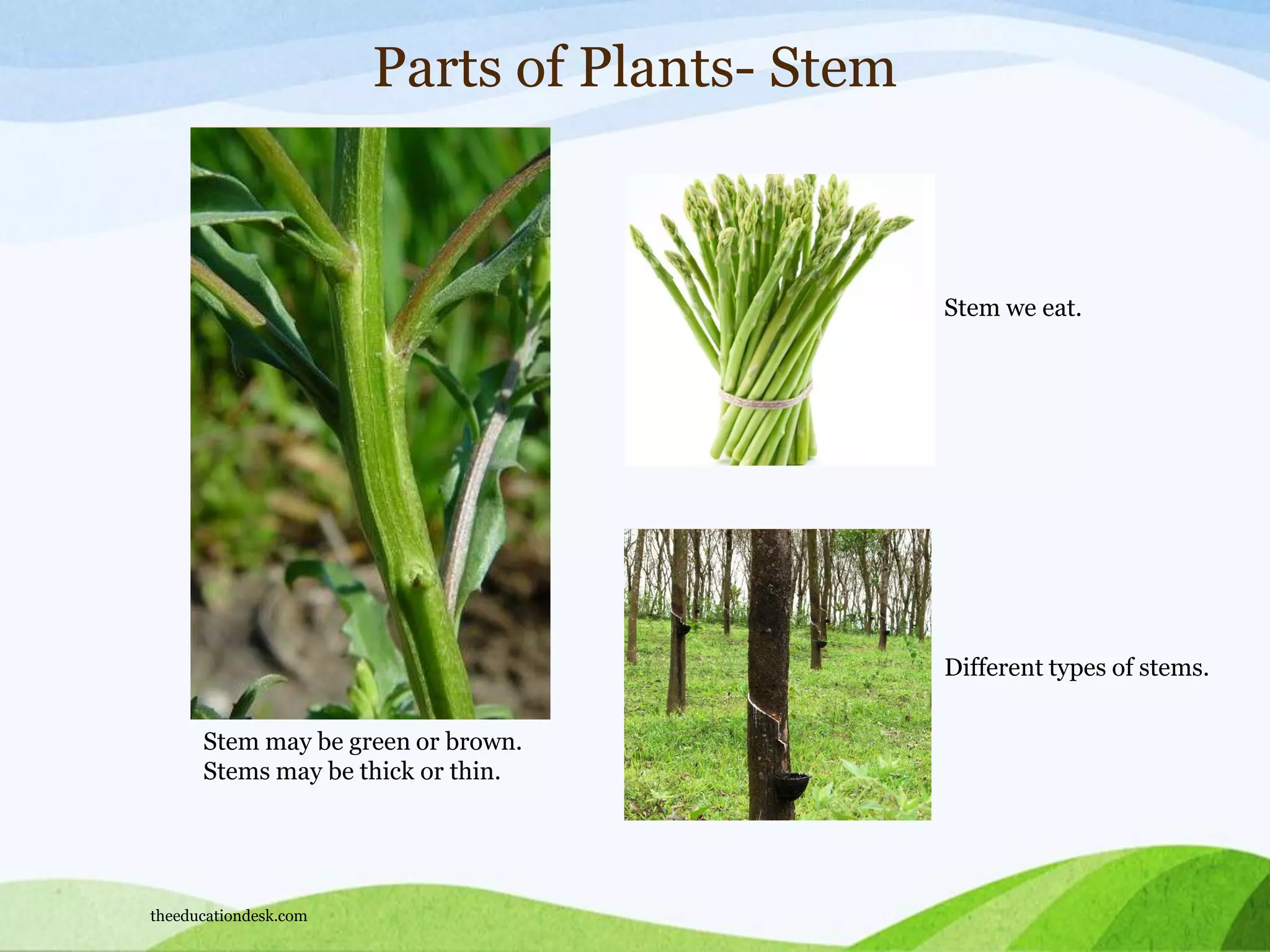 Parts of Plants- Stem
Stem may be green or brown.
Stems may be thick or thin.
Stem we eat.
Different types of stems.
theeducationdesk.com
 