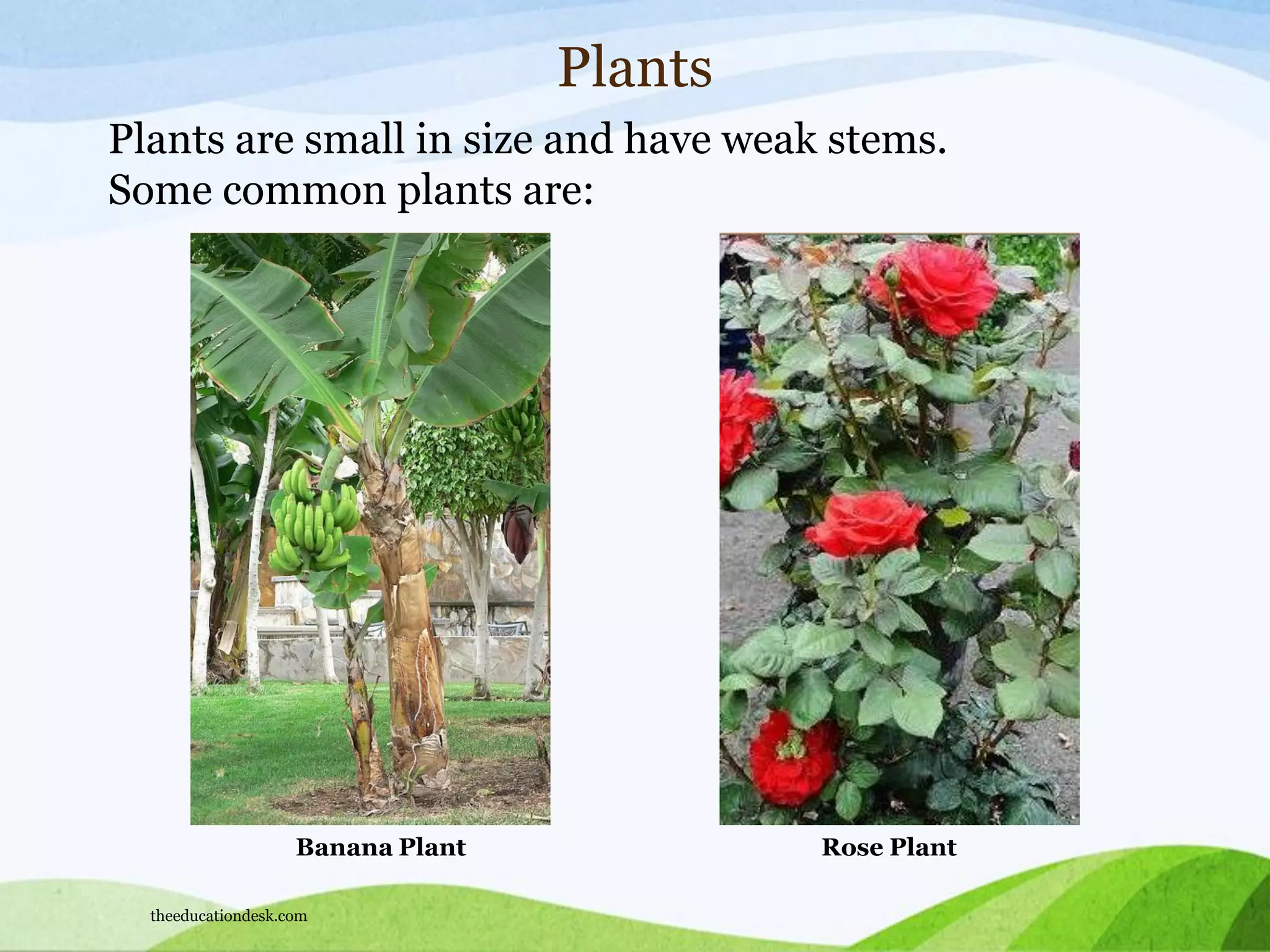 Plants
Plants are small in size and have weak stems.
Some common plants are:
Banana Plant Rose Plant
theeducationdesk.com
 