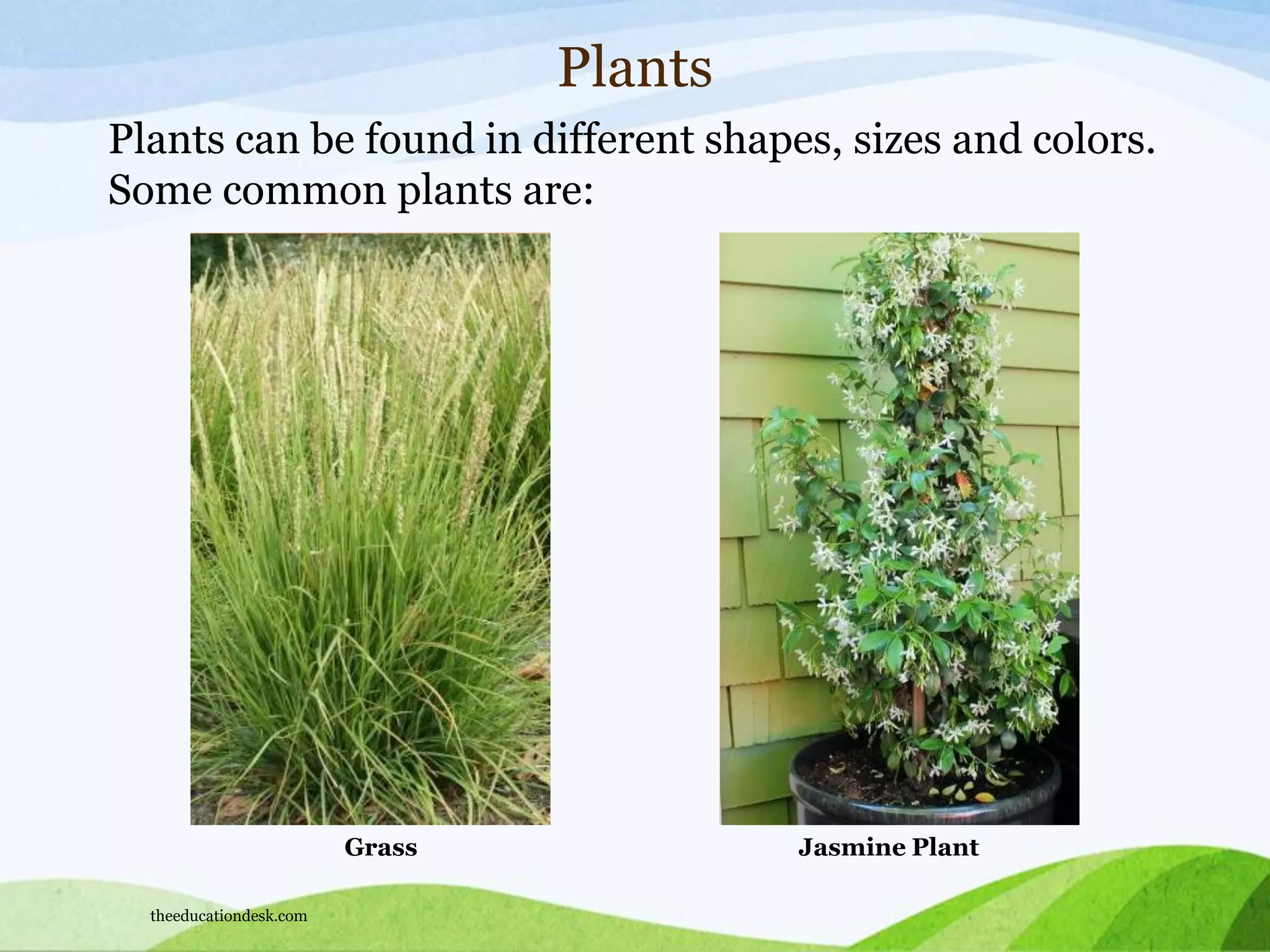 Plants
Plants can be found in different shapes, sizes and colors.
Some common plants are:
Grass Jasmine Plant
theeducationdesk.com
 