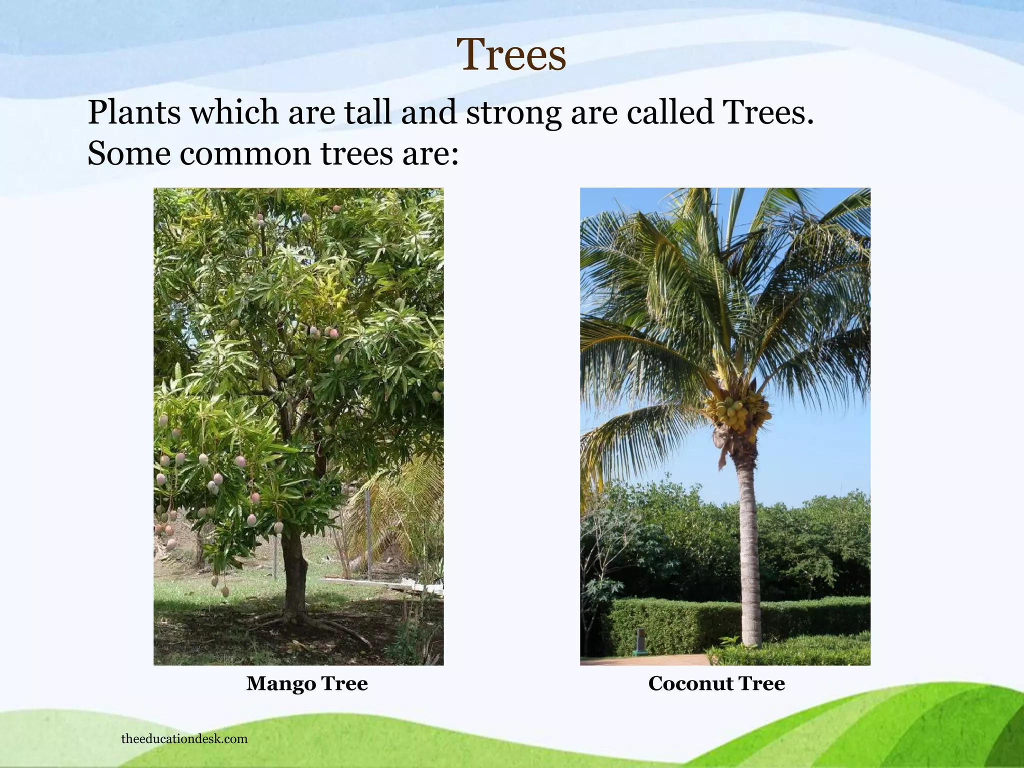 Trees
Plants which are tall and strong are called Trees.
Some common trees are:
Mango Tree Coconut Tree
theeducationdesk.com
 