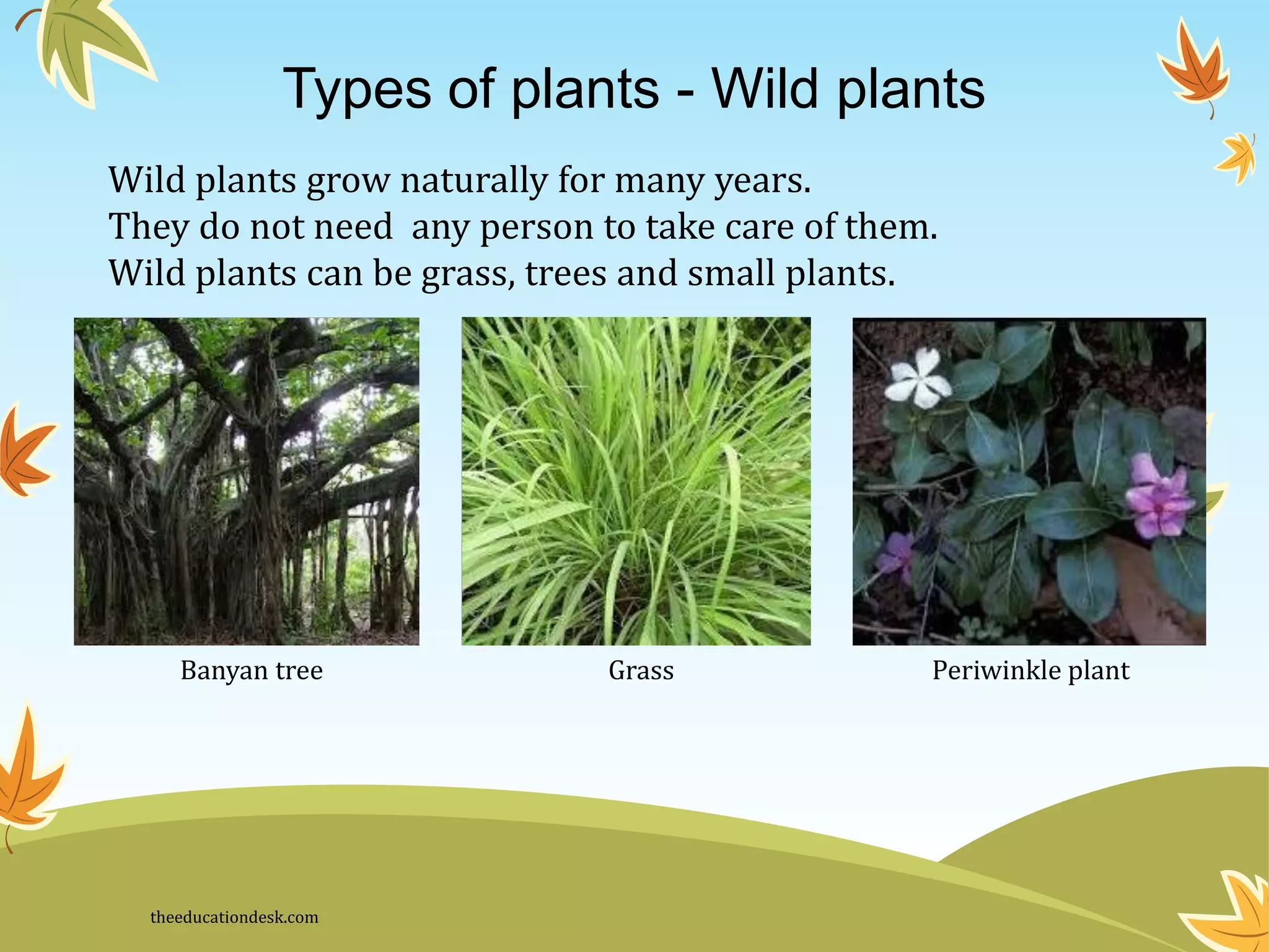 Environmental Science (EVS) : Plants (Class II) | PDF