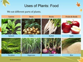 Potato Radish Apple
Sugarcane Onion Rice
Spinach
Tea plant
Leaves RootsStem Fruits & Seeds
Uses of Plants: Food
We eat different parts of plants.
theeducationdesk.com
 