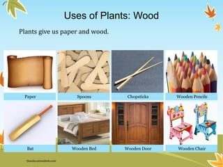 Spoons Chopsticks Wooden Pencils
Wooden Bed Wooden Door Wooden Chair
Paper
Bat
Uses of Plants: Wood
Plants give us paper and wood.
theeducationdesk.com
 