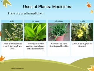 Turmeric Aloe Vera Amla
Turmeric is used in
cooking and also as
anti inflammatory
Juice of aloe vera
plant is good for skin.
Amla juice is good for
stomach
Tulsi
Juice of Tulsi leaves
is used for cough and
cold
Uses of Plants: Medicines
Plants are used in medicines.
theeducationdesk.com
 