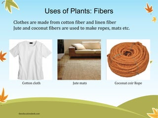 Uses of Plants: Fibers
Clothes are made from cotton fiber and linen fiber
Jute and coconut fibers are used to make ropes, mats etc.
Cotton cloth Jute mats Coconut coir Rope
theeducationdesk.com
 