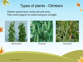 Types of plants - Climbers
Climber plants have weak and soft stem.
They need support to stand and grow straight.
Money plant Pea plant Bean plant
theeducationdesk.com
 