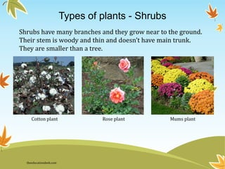 Types of plants - Shrubs
Shrubs have many branches and they grow near to the ground.
Their stem is woody and thin and doesn’t have main trunk.
They are smaller than a tree.
Cotton plant Rose plant Mums plant
theeducationdesk.com
 