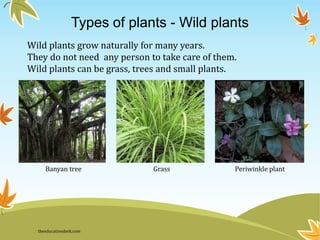 Types of plants - Wild plants
Wild plants grow naturally for many years.
They do not need any person to take care of them.
Wild plants can be grass, trees and small plants.
Banyan tree Grass Periwinkle plant
theeducationdesk.com
 
