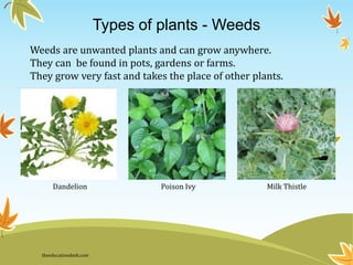 Types of plants - Weeds
Weeds are unwanted plants and can grow anywhere.
They can be found in pots, gardens or farms.
They grow very fast and takes the place of other plants.
Dandelion Poison Ivy Milk Thistle
theeducationdesk.com
 
