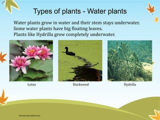 Types of plants - Water plants
Water plants grow in water and their stem stays underwater.
Some water plants have big floating leaves.
Plants like Hydrilla grow completely underwater.
Lotus Duckweed Hydrilla
theeducationdesk.com
 