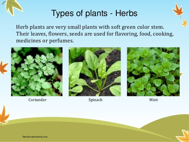 Plants kinds. Kinds of Plants. Презентация по английскому языку на тему "medicinal Plants". Small Plants names. Soft stemmed Herbs.