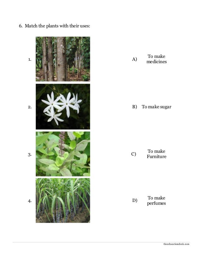 environmental science evs plants worksheet class ii 3 638