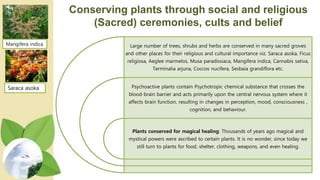 Conserving plants through social and religious
(Sacred) ceremonies, cults and belief
Large number of trees, shrubs and herbs are conserved in many sacred groves
and other places for their religious and cultural importance viz. Saraca asoka, Ficus
religiosa, Aeglee marmelos, Musa paradissiaca, Mangifera indica, Cannabis sativa,
Terminalia arjuna, Coccos nucifera, Sesbaia grandiflora etc.
Psychoactive plants contain Psychotropic chemical substance that crosses the
blood-brain barrier and acts primarily upon the central nervous system where it
affects brain function, resulting in changes in perception, mood, consciousness ,
cognition, and behaviour.
Plants conserved for magical healing: Thousands of years ago magical and
mystical powers were ascribed to certain plants. It is no wonder, since today we
still turn to plants for food, shelter, clothing, weapons, and even healing.
Mangifera indica
Saraca asoka
 