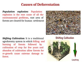 Causes of Deforestation
Population explosion: Population
explosion is the root cause of all the
environmental problems, vast area of
forests are cleared for human settlement
Shifting Cultivation: It is a traditional
agroforestry system in which felling and
burning of forests followed by
cultivation of crop for few years and
abandon of cultivation allow forests for
re-growth cause extreme damage to
forest.
 