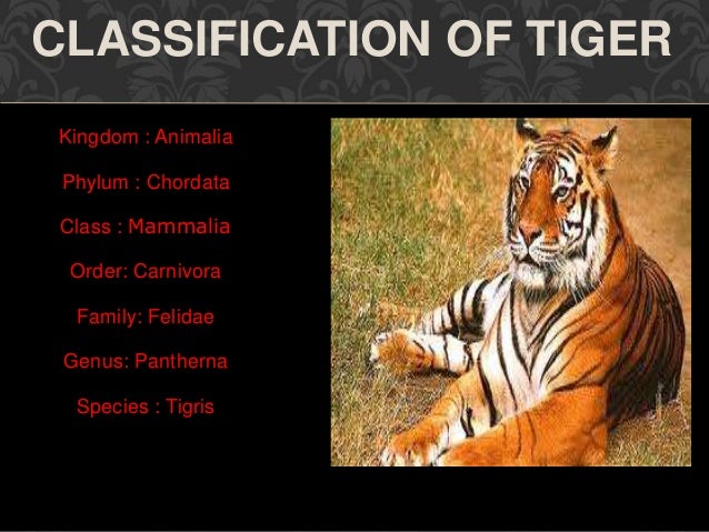 Bengal Tiger Classification Chart