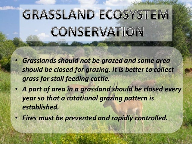 grassland ecosystem