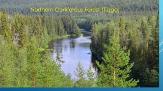Northern Coniferous Forest (Tiaga)
 