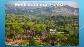 Mediterranean Forests
 
