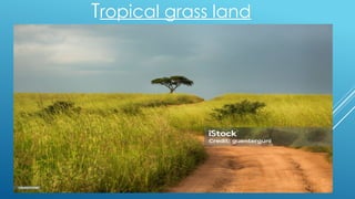 Tropical grass land
 