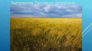 Temperate Deciduos grassland
 
