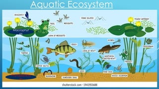Aquatic Ecosystem
Phytoplankto
ns
Macrophyt
os
 