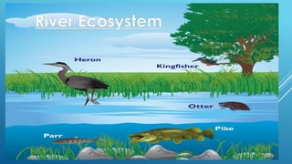 River Ecosystem
 