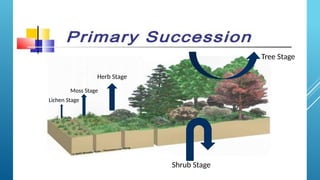 Lichen Stage
Moss Stage
Herb Stage
Shrub Stage
Tree Stage
 