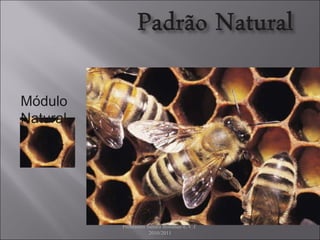 Escola Básica D.António da Costa Professora Sandra Bolinhas-E.V.T  2010/2011 Módulo Natural 