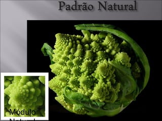 Escola Básica D.António da Costa Professora Sandra Bolinhas-E.V.T  2010/2011 Módulo Natural 