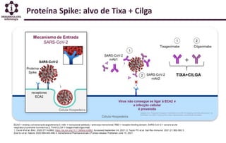 Proteína Spike: alvo de Tixa + Cilga
 