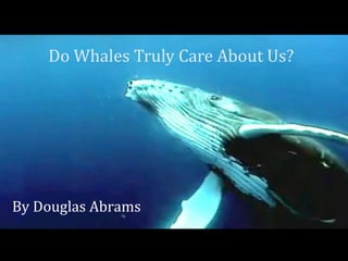 Do Whales Truly Care About Us? By Douglas Abrams 