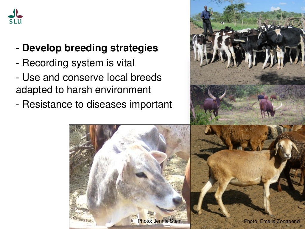 Synthesis of Animal production section from SLU Global Food Security