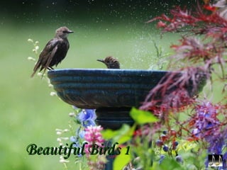 Beautiful Birds  1 