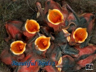 Beautiful Birds  2 