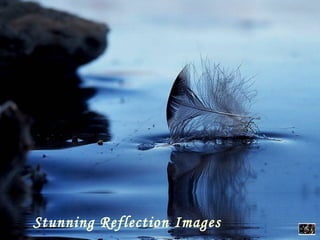 Stunning Reflection Images 
