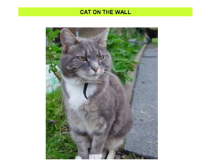 CAT ON THE WALL
 
