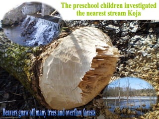 The preschool children investigated  the nearest stream Koja Beavers gnaw off many trees and overflow forests 