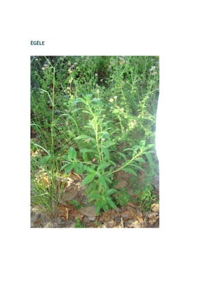 ÈGÉLE
 