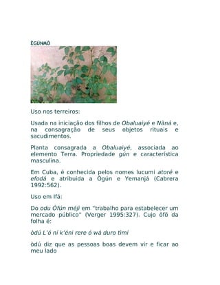 ÈGÙNMÒ
Uso nos terreiros:
Usada na iniciação dos filhos de Obaluaiyé e Nàná e,
na consagração de seus objetos rituais e
sacudimentos.
Planta consagrada a Obaluaiyé, associada ao
elemento Terra. Propriedade gún e característica
masculina.
Em Cuba, é conhecida pelos nomes lucumi atoré e
efodá e atribuida a Ògún e Yemanjá (Cabrera
1992:562).
Uso em Ifá:
Do odu Òfún méjì em “trabalho para estabelecer um
mercado público” (Verger 1995:327). Cujo öfö da
folha é:
òdú L’ó ní k’éni rere ó wá duro tìmí
òdú diz que as pessoas boas devem vir e ficar ao
meu lado
 