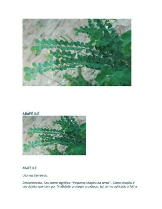 ABÀFÉ ILÉ
ABÀFÉ ILÉ
Uso nos terreiros:
Desconhecida. Seu nome significa “Pequeno chapéu da terra”. Como chapéu é
um objeto que tem por finalidade proteger a cabeça, tal termo aplicado a folha
 