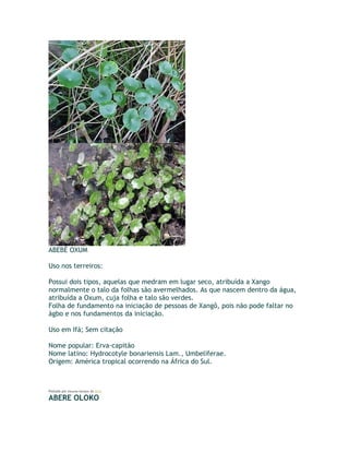 ABEBÉ OXUM
Uso nos terreiros:
Possui dois tipos, aquelas que medram em lugar seco, atribuída a Xango
normalmente o talo da folhas são avermelhados. As que nascem dentro da água,
atribuída a Oxum, cuja folha e talo são verdes.
Folha de fundamento na iniciação de pessoas de Xangô, pois não pode faltar no
àgbo e nos fundamentos da iniciação.
Uso em Ifá; Sem citação
Nome popular: Erva-capitão
Nome latino: Hydrocotyle bonariensis Lam., Umbeliferae.
Origem: América tropical ocorrendo na África do Sul.
Postado por Eduardo Abiodun às 13:11
ABERE OLOKO
 