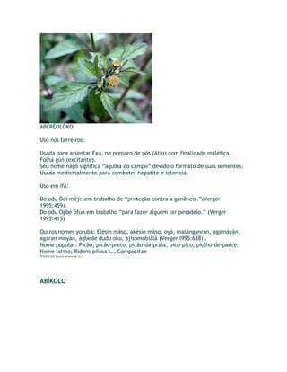 ABÉRÉOLÓKO
Uso nos terreiros:
Usada para assentar Exu, no preparo de pós (Atin) com finalidade maléfica.
Folha gún (excitante).
Seu nome nagô significa “agulha do campo” devido o formato de suas sementes.
Usada medicinalmente para combater hepatite e icterícia.
Uso em Ifá:
Do odu Òdí méjì: em trabalho de “proteção contra a ganância.”(Verger
1995:459).
Do odu Ogbè òfún em trabalho “para fazer alguém ter pesadelo.” (Verger
1995:415)
Outros nomes yorubá: Elésin máso, akésin máso, oyà, malánganran, agamáyàn,
agaran moyàn, àgbede dudu oko, ajísomobíàlá (Verger l995:638) .
Nome popular: Picão, picão-preto, picão-da-praia, pico-pico, piolho-de-padre.
Nome latino: Bidens pilosa L., Compositae
Postado por Eduardo Abiodun às 08:12
ABÍKOLO
 
