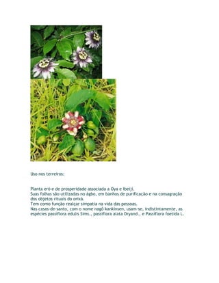 Uso nos terreiros:
Planta eró e de prosperidade associada a Oya e Ibeijí.
Suas folhas são utilizadas no àgbo, em banhos de purificação e na consagração
dos objetos rituais do orixá.
Tem como função realçar simpatia na vida das pessoas.
Nas casas-de-santo, com o nome nagô kankìnsen, usam-se, indistintamente, as
espécies passiflora edulis Sims., passiflora alata Dryand., e Passiflora foetida L.
 