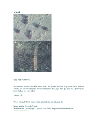 AGBAÀ
Uso nos terreiros:
As sementes conhecidas pelo nome olibé, por serem redondas e grandes dão a ideia de
fartura, por isto são utilizadas nos assentamentos de Xango para que este orixá proporcione
prosperidade aos seus filhos.
Uso em Ifá:
Pouco citada, todavia, é uma planta utilizada em trabalhos de Ifá.
Nome popular: Fava-de-Xangô
Nomes latino: Entada gigas (L.) Fawc. & Rendle., Leguminosae-Mimosoideae
Postado por Eduardo Abiodun às 13:16
 