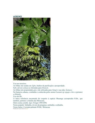 AGBÀWO
Uso nos terreiros:
As folhas são usadas em Àgbo, banhos de purificação e prosperidade.
Sob a árvore coloca-se oferendas para Osányìn.
As folhas tem propriedade gún e são utilizadas para Xàngó e sua mãe, Ìyámase.
Na Santeria cubana, a imbaúba e conhecida pelos nomes Lucumi igi ogugú e láro e pertence
a Obàtálà.
Uso em Ifá:
A única referência encontrada diz respeito à espécie Musanga cecropioides R.Br., que
também, pertence a família das Moraceae,
Outro nome yorubá: Agà. (Verger 1995:699)
Nome popular: Imbaúba, árvore-da-preguiça, umbaúba e embaúba.
Nome latino: Cecropia palmata Willd., Moraceae
Postado por Eduardo Abiodun às 17:54
 